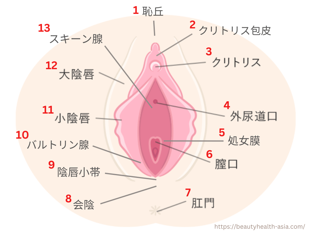 デリケートゾーンの名称と機能